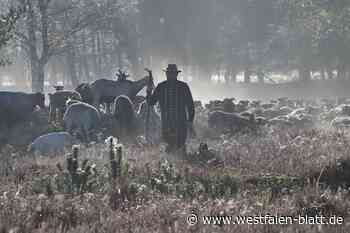 Schäfer in der Senne hat keine Angst vorm Wolf