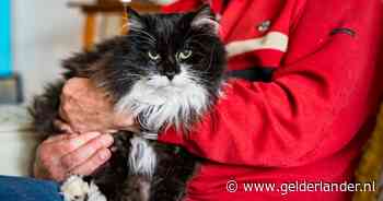 Zoektocht naar ontvoerde kat Jip krijgt opvallende wending: ‘Stel droeg hem bij zich in een rugtas’