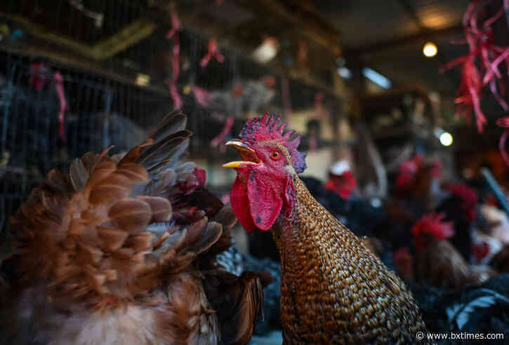 Bird flu found at two Bronx live bird markets, Gov Hochul orders a shutdown