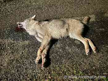 Un loup retrouvé mort en bord de route dans le golfe de Saint-Tropez