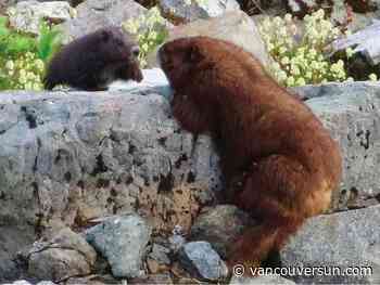 B.C. researchers deploy new scale to track whether chubbier endangered marmots have more offspring