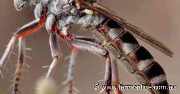 Fire ant breakthrough with another parasitic fly predator identified