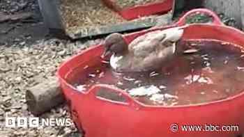 Bibby Stockholm duck 'having best life' after move