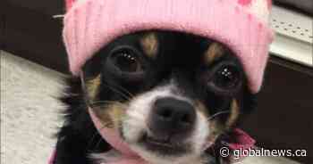 ‘Justice’: B.C. man gets jail time for killing ex-girlfriend’s Chihuahua