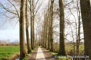 Nog eens 120 populieren verdwijnen in Beervelde: kaalslag in Terpoelen en trage weg naar Raveschoot