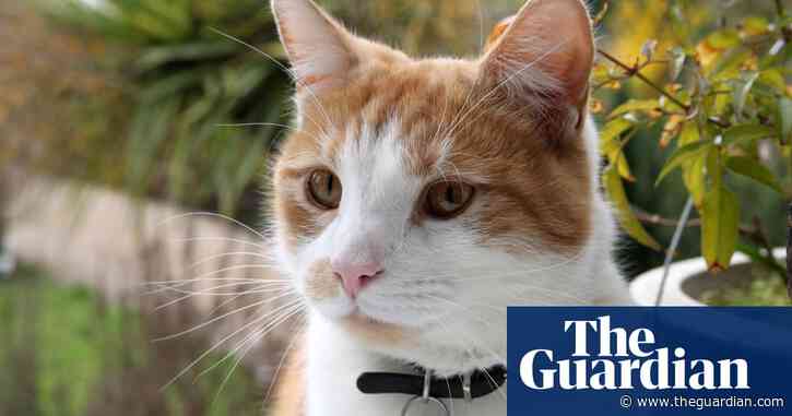 Why are ‘friendly neighbourhood cats’ appearing on Google Maps all of a sudden?