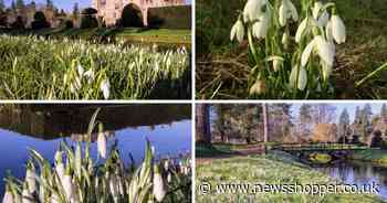 The romantic Kent snowdrop walk you can take in a 14th century castle