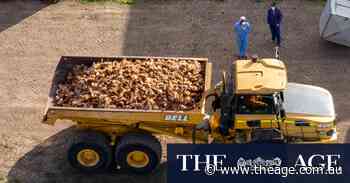 ‘Poultry have been infected’: Bird flu confirmed at Victorian chicken farm
