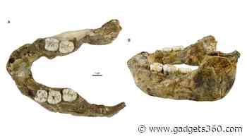 1.4 Million-Year-Old Jaw Identified as New Paranthropus Species in South Africa