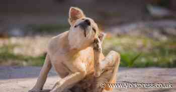 Dog owners warned of 'flesh-eating' disease affecting pets - how to spot