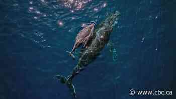 Whale song shows 'hallmarks' of human language