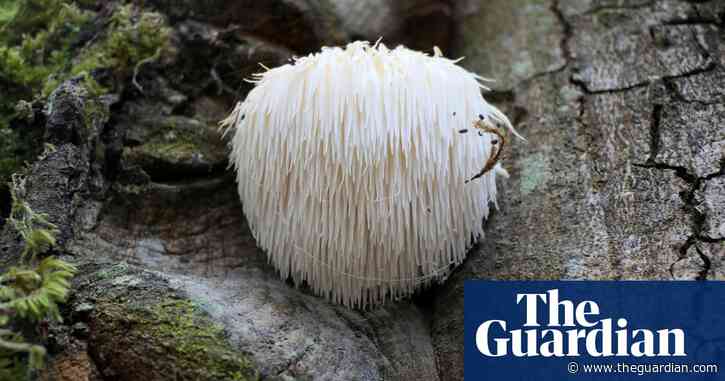 Mushroom magic? M&S introduces ‘shots’ said to bring you up – or down
