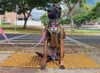 Bill calls for dead dogs, cats on roads to be scanned for microchips