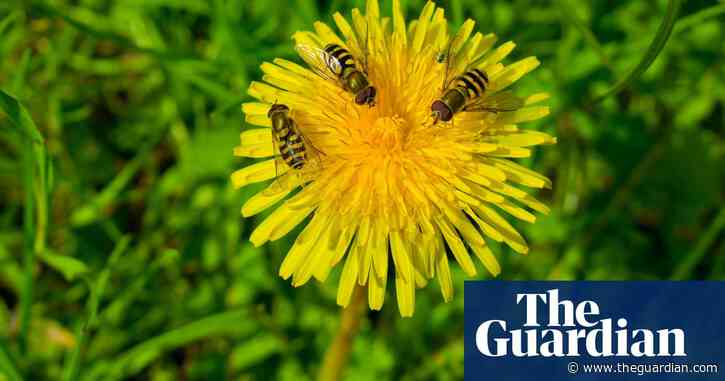 UK conservation goals insufficient to save ants and bees, says expert