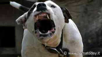 Paura da pitbull, i due cani che hanno aggredito una ragazza hanno rincorso altri giovani