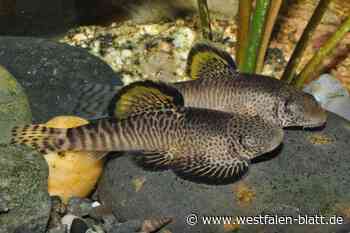 Gut Bustedt wird zum Mekka für Zierfisch-Liebhaber