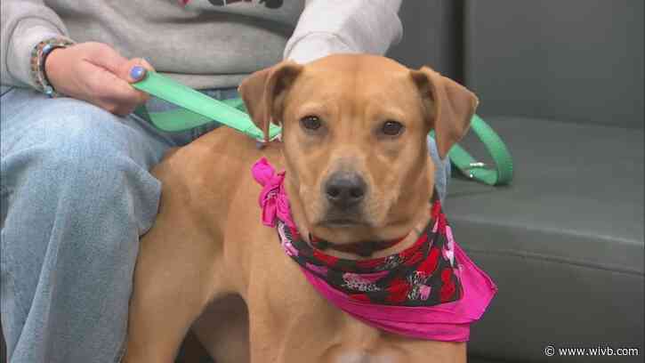 2-year-old Abby is looking for her forever home
