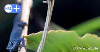Seltene Geckos sind da: Erlebnis-Zoo Hannover freut sich über neue Mitbewohner