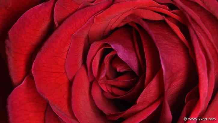 Texas is second-most expensive state for Valentine's Day roses, data shows
