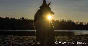 Nach sieben Jahren in England wieder vereint: Gestohlener Hund zurück bei Besitzern
