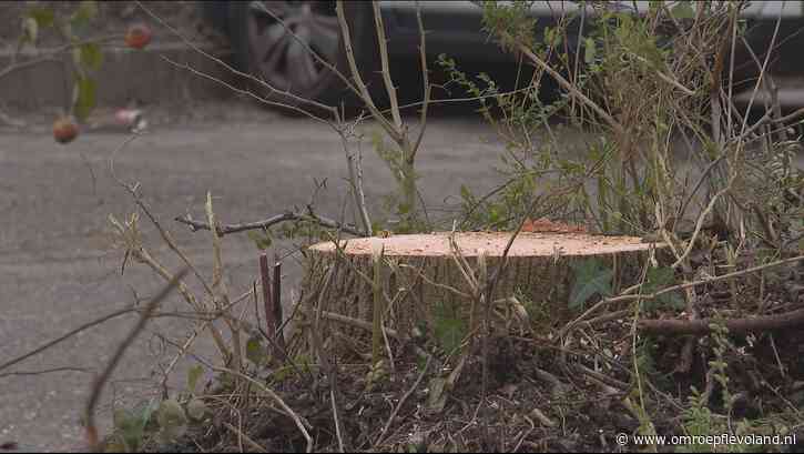Lelystad - Bewoners boos over ongeplande bomenkap Damrif: 'De tranen sprongen in mijn ogen'
