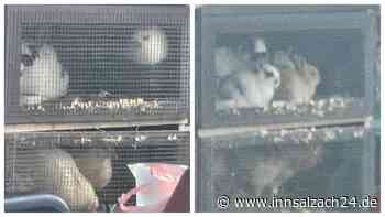 Schockiert über Hühner und Hasen im Minikäfig – Tierschützerin schaltet Veterinäramt ein