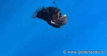 Duikers filmen legendarische diepzeevis voor kust van Tenerife