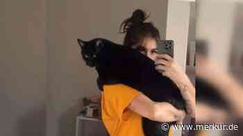 Frau adoptiert „kleinste Katze aus dem Wurf“ – und bekommt XXL-Mieze