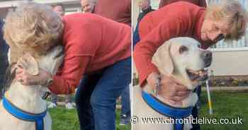 Dog stolen more than seven years ago reunited with 'over the moon' owners who never gave up hope