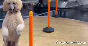 Pappy the BiPedal Poodle Will Walk You Into the Weekend