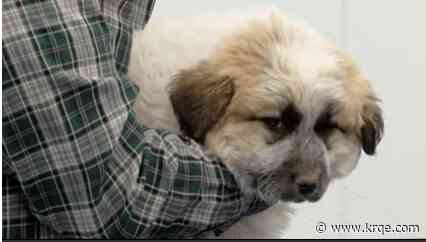 Love and Leashes raising money for California wildfire victims