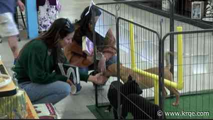 Animal Humane's 2025 Puppy Bowl held at thrift store
