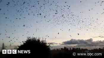 'Once-in-a-lifetime' murmuration for village