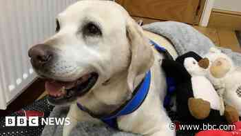 Stolen dog reunited with owners after seven years