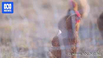 Highly pathogenic strain of bird flu found at Victorian poultry farm