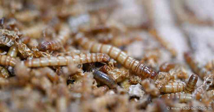 EU erlaubt UV-Behandlung für Insektenpulver in Lebensmitteln