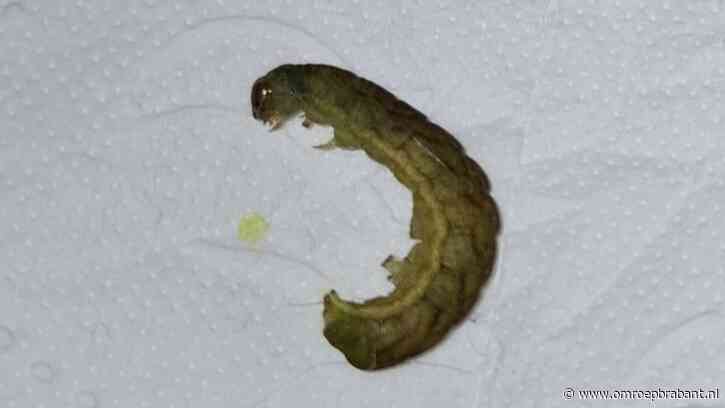 Deze rups in je moestuin, de hel voor jou de hemel voor de rups