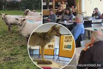 Schapenhouders houden ‘conferentie’ over wolvengevaar en wisselen info uit: “Ook raven vallen schapen aan”