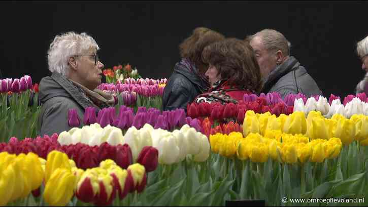 Creil - Doorontwikkelde tulpen te zien in Tulpenshow: 'Geen makkelijk klusje'