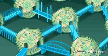 Life on Earth Depends on Networks of Ocean Bacteria