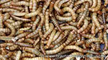 EU erlaubt UV-Behandlung für Insektenpulver in Lebensmitteln