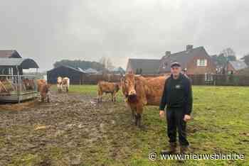Verscheurd kalfje geen slachtoffer van een wolf: “Wellicht secundaire vraat door aaseters”