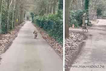 Wolf gespot in villawijk: “Wellicht wolvin Emma die op zoek is naar dekking en rust”