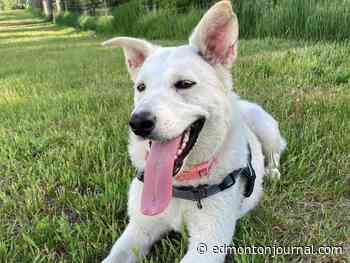 'Extremely disappointing': Alberta Animal Rescue Society (AARCS) closing Edmonton facility