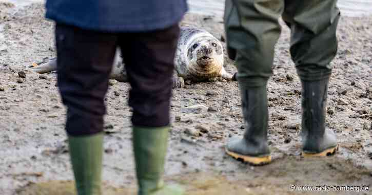 Die Robben sind los – erste Heuler der Saison ausgewildert