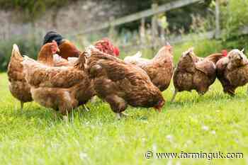 Defra bans gatherings of poultry due to bird flu risk