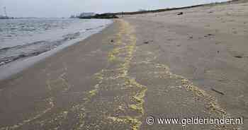 Mysterieuze gele substantie spoelt aan op strandjes langs de Waal: wat is hier aan de hand?
