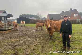 Verscheurd kalfje geen slachtoffer van een wolf: “Wellicht na dood aangevreten door vossen en vogels”