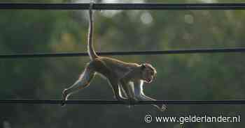 Aap zorgt voor landelijke stroomstoring in Sri Lanka