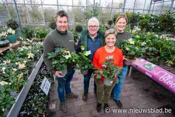 Lentekriebels in de winter: plantencentrum Het Wilgenbroek bestaat 25 jaar en viert dit tussen de bloemen tijdens Helleborusdagen